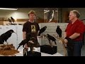 Who Killed The Huia - Tales from Te Papa episode 96
