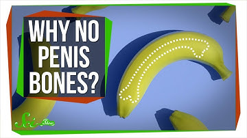 Why Don’t Humans Have Penis Bones?