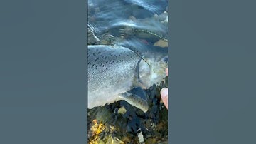 Episode 32 Salmon fishing the American River 2025 Season