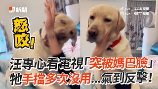 看電視「突被媽巴臉」拉布拉多伸手擋沒用...反擊開打！｜寵物動物｜狗｜拉拉｜精選影片