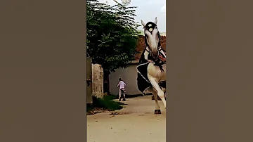 Zuljana 