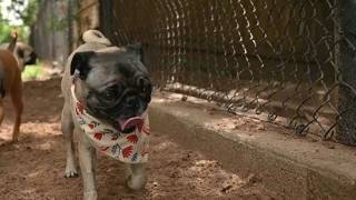 DFW pug rescue is no longer accepting dogs