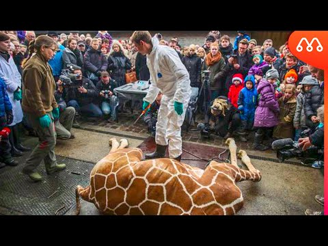 Vídeo: Crítica De Uma Mulher Por Caçar Uma Girafa