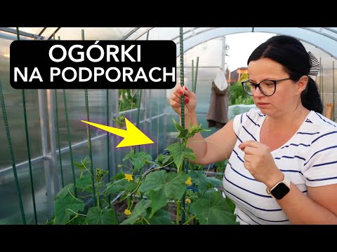 Wideo: Ogórki na kratach: sadzenie, uprawa i zdjęcia. Jak uprawiać ogórki na kratach?