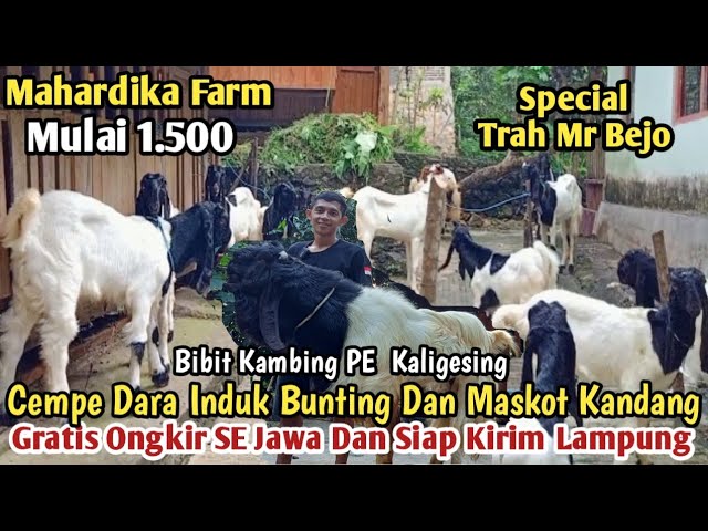 Mulai 1.500 Gratis Ongkir SE Jawa.Kambing PE Kaligesing#bibitkambing #kambingpe #hargakambing class=