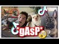 Gasp at your dog and see what they do challenge  tiktok coolpilation