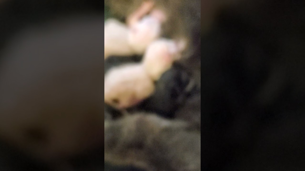 newborn kittens nursing. love hearing their suckle!