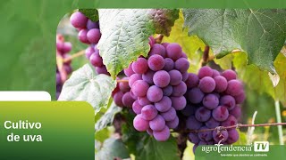 Cultivo De Uva En 2 Minutos