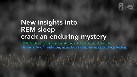 New insights into REM sleep crack an enduring mystery