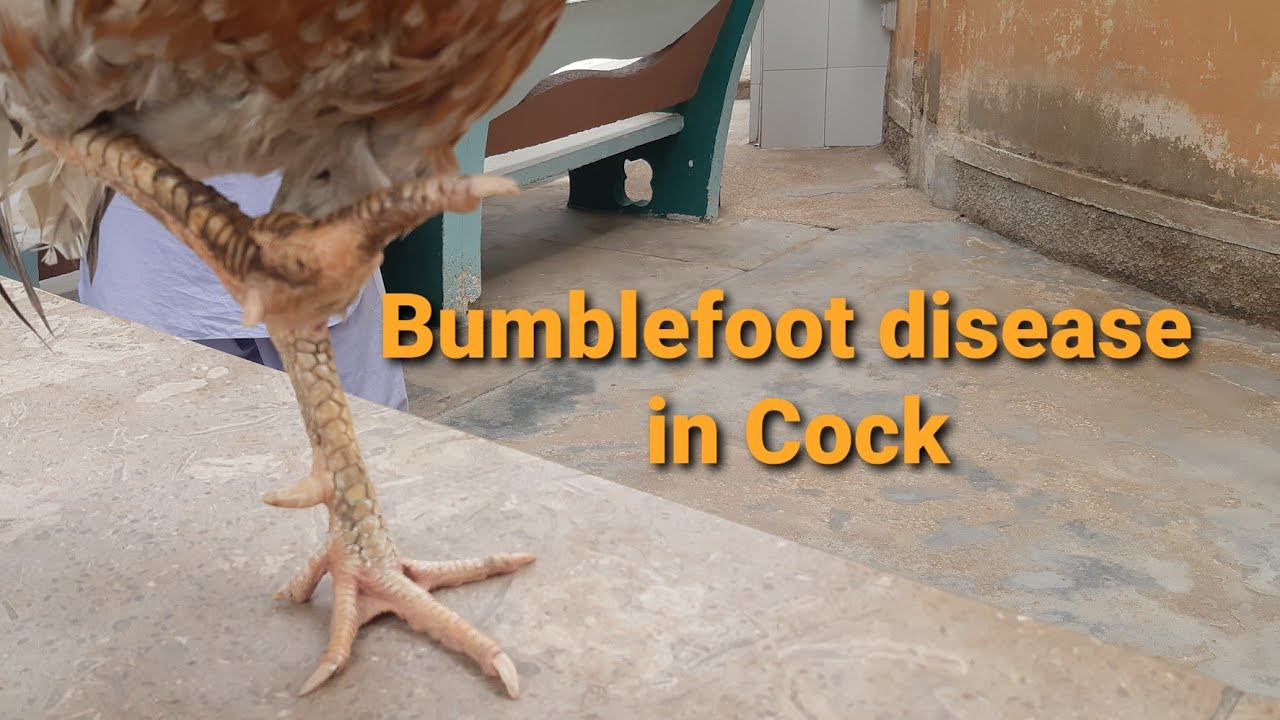 Bumblefoot disease in Cock / Rattanbai Jinnah Surgery Center drtunio 