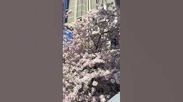 #UofTBlooms May 2025 - U of T Engineering