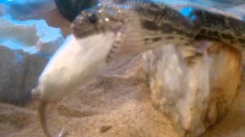Gopher Snake Eats Mouse