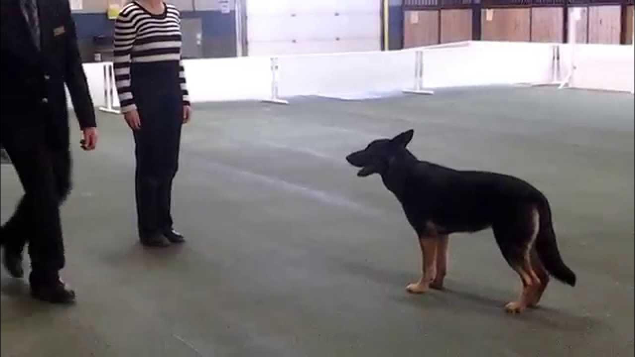 toy-z-sotto-doing-ckc-obedience-novice-199-score-youtube