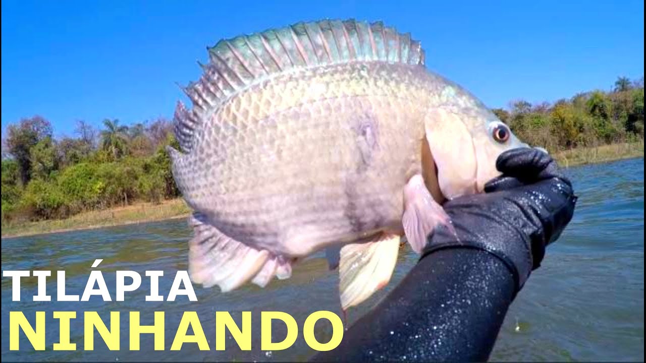 PESCA SUB - Tilápias Ninhando | FAMA SUB | #pescasub #rioparaná #fishing