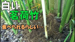 茎まで食べられる みょうがたけ作りに挑戦しました To Harvest Myoga Ginger Stem Youtube