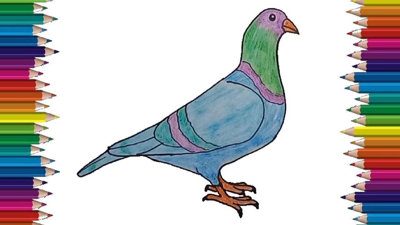 Drawing Pigeon - Pigeon Clip Art - Free Transparent PNG Clipart Images  Download