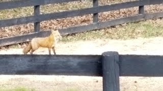 FOX vs chickens! Who will survive attack?