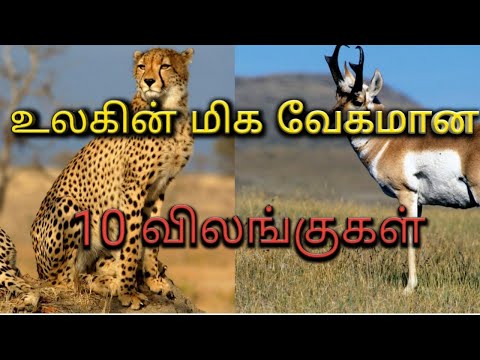 உலகின் மிக வேகமான 10 விலங்குகள்.தமிழ் டாப் 10.