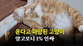 파양 된 고양이, 알고보니 대박냥이 by 뽀글씨 121,888 views 1 year ago 10 minutes, 38 seconds