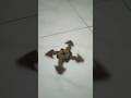 unique and rare spinning top made of selected wood #shorts #handmade #fypシ