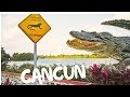 1 cancun mexiko 4k  achtung krokodile