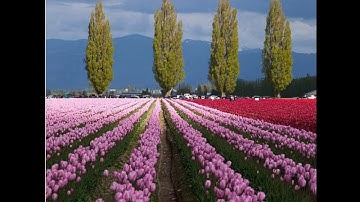 Lớp 4- Luyện từ và câu- Mở rộng vốn từ- Tuần 23- Bài: "Cái đẹp"- GV Trần Thị Thắng