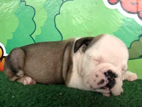 English bulldog For Sale - Salsify - http://www.bullcanes.net - ceo@bullcanes.net puppy paradise