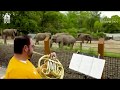 The Kansas City Symphony visits the Zoo!
