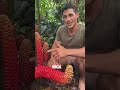Esta planta produce shampoo natural