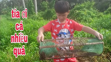 ĐẶT BẪY ĐƯỜNG NƯỚC RUỘNG KHI CƠN MƯA VỪA TẠNH CÁ CHEN NHAU VÀO BẪY|Phúc TV 84/catch the perch