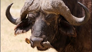 Red-billed Oxpeckers on African Buffalo Resimi