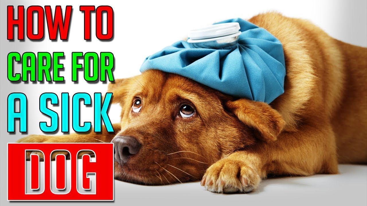 how to treat my sick dog