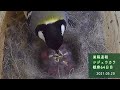 【巣箱速報】シジュウカラ 孵化3日目 本格的に給餌開始・・ (観察64日目：2021/05/20 ショートver.)