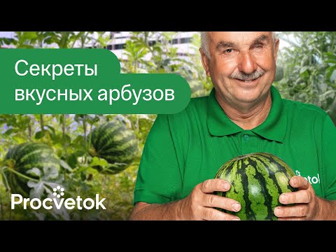 СЛАДКИЕ И СОЧНЫЕ АРБУЗЫ ВЫРАСТУТ И У ВАС! Эти 5 секретов помогут вырастить арбузы даже в Беларуси