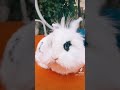 #bunny #rabbit #pet #adorable #fluffy #furry #blackandwhite #garden #chill