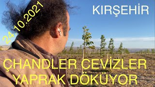 ÇHANDLER CEVİZLERİNiZ YAPRAK DÖKMEYE BAŞLADI MI? Ceviz Adamın Günlüğü