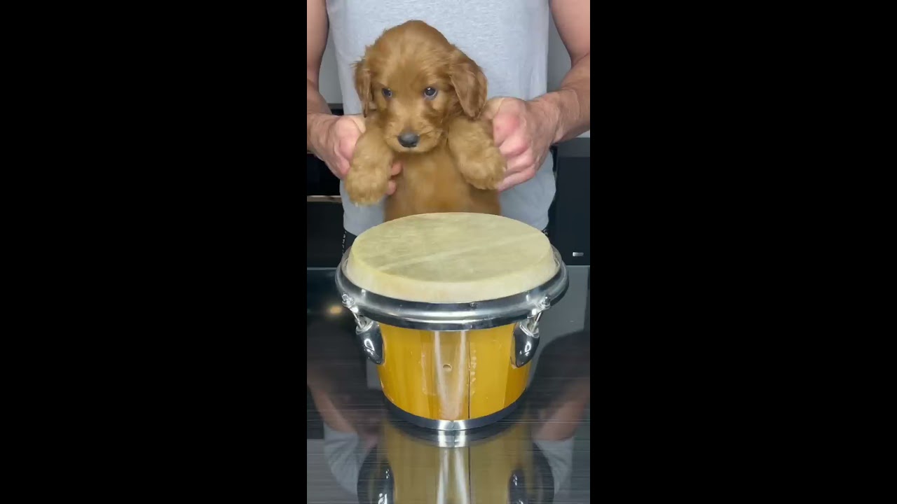 Puppy Drums Shorts