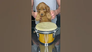 Puppy Drums Shorts 