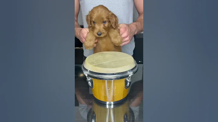 Puppy Drums #shorts - DayDayNews