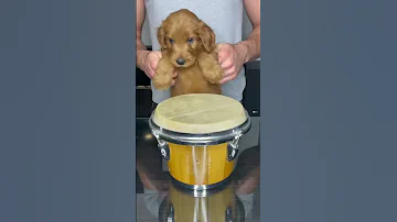 Puppy Drums #shorts