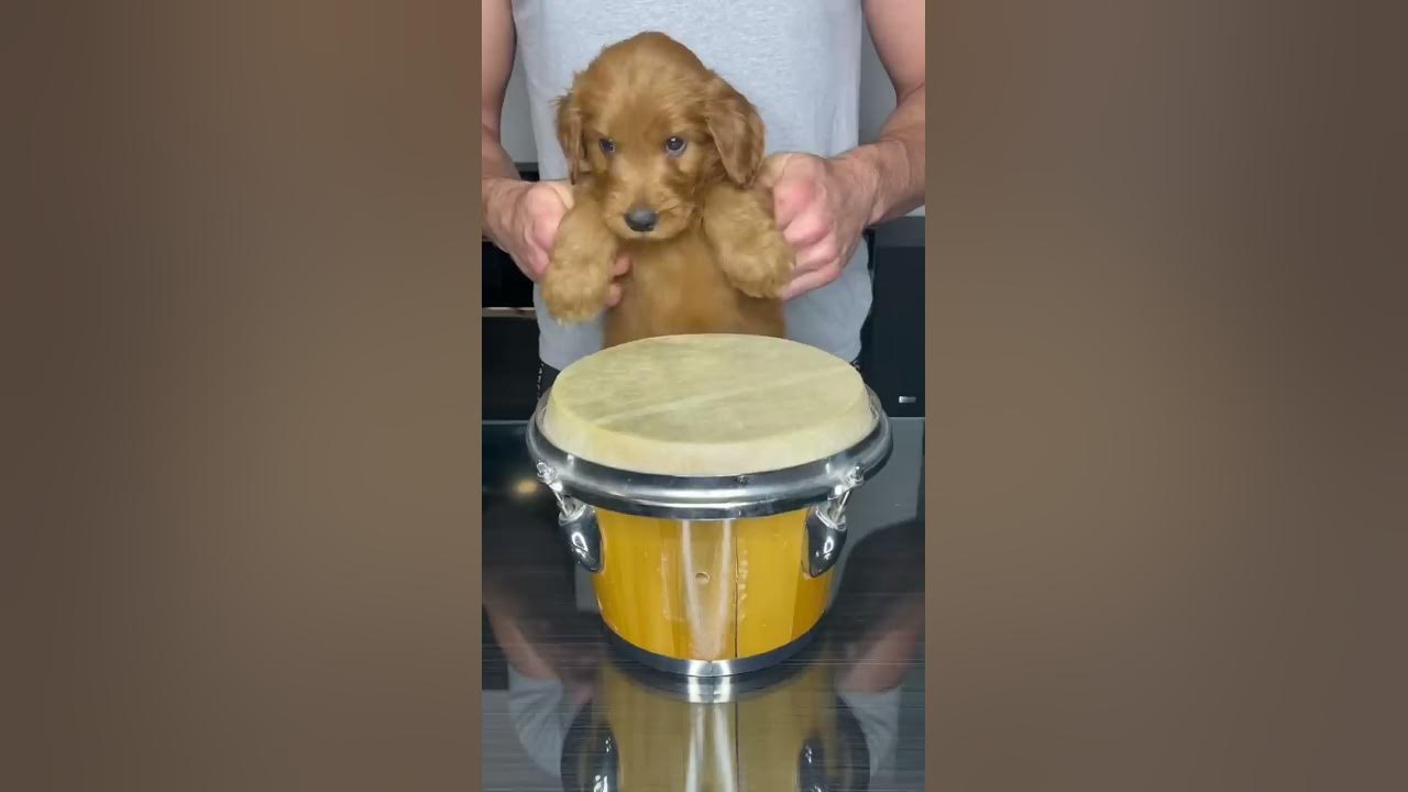 Puppy Drums #shorts