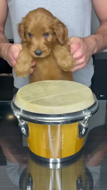 Puppy Drums #shorts