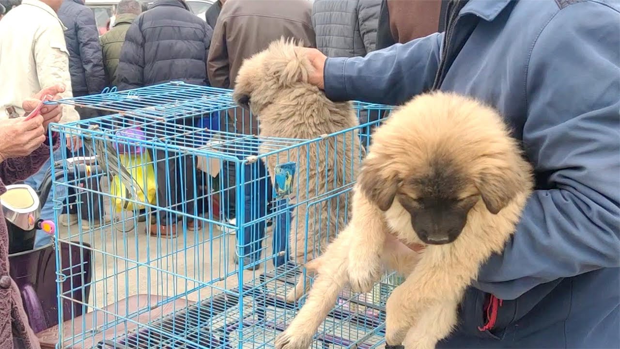 農村大媽到集市賣小狗，兩隻小狗200塊，瞬間被人買走