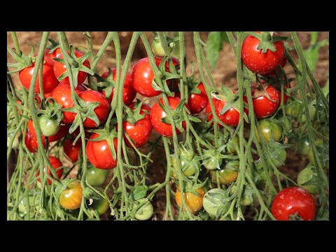 Видео: Tomato Kiss Geranium - шинэ сортын эрт улаан лооль