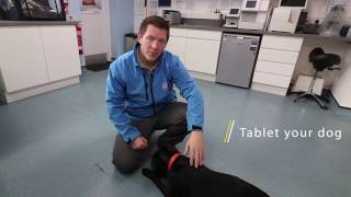 How to give a pill or tablet to your dog - Vet Advice