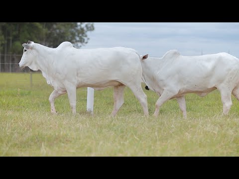 LOTE 99 - CSCF 7726 - CSCF 7911