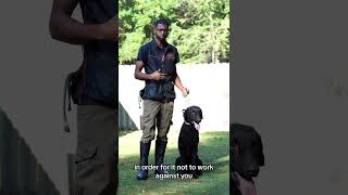 Curly Coated Retriever