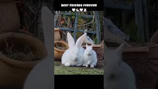 Best friends forever 🐰🤍💫 #bestfriend #bff #cute #cuteanimals #youtubeshorts #bunnies #rabbitshorts