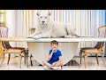 Gigantisch Dierenavontuur! Leer &amp; Speel met Dasha en Alex