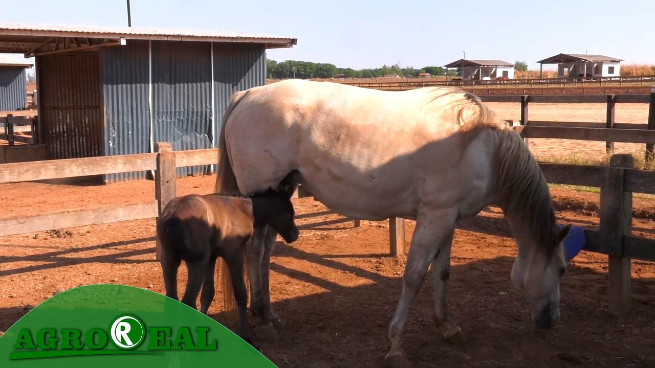 SAÚDE DO CAVALO EXIGE CUIDADOS DESDE CEDO